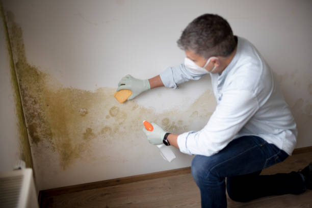 Environmental Consulting for Mold Prevention in Avimor, ID
